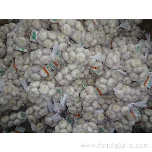 High Quality Fresh Normal White Garlic 2019